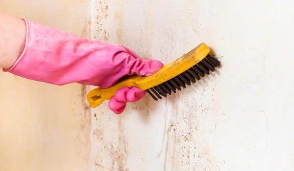 Cleaning of room wall from mold with brush